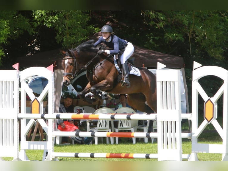 Trakehner Stallion  Brown in K&#xF6;nnern