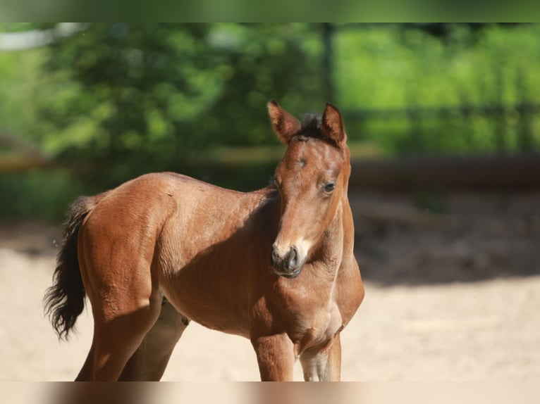 Trakehner Stallion  Brown in K&#xF6;nnern