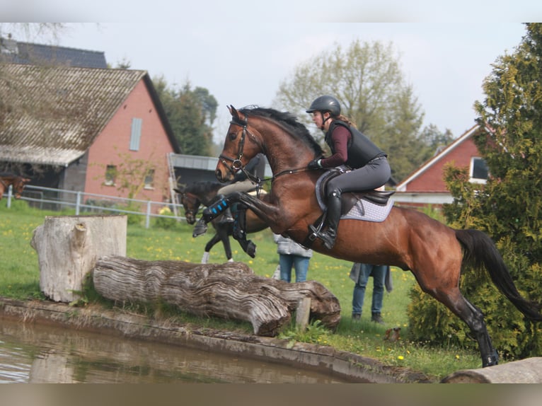 Trakehner Stallion  Brown in K&#xF6;nnern
