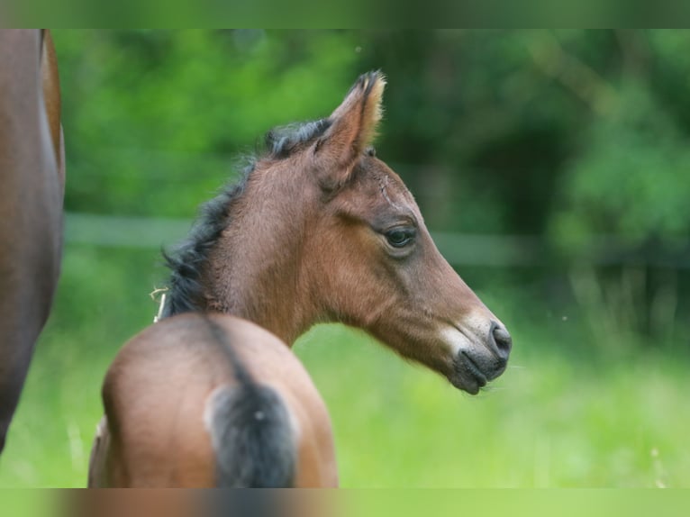 Trakehner Stallion  Brown in K&#xF6;nnern