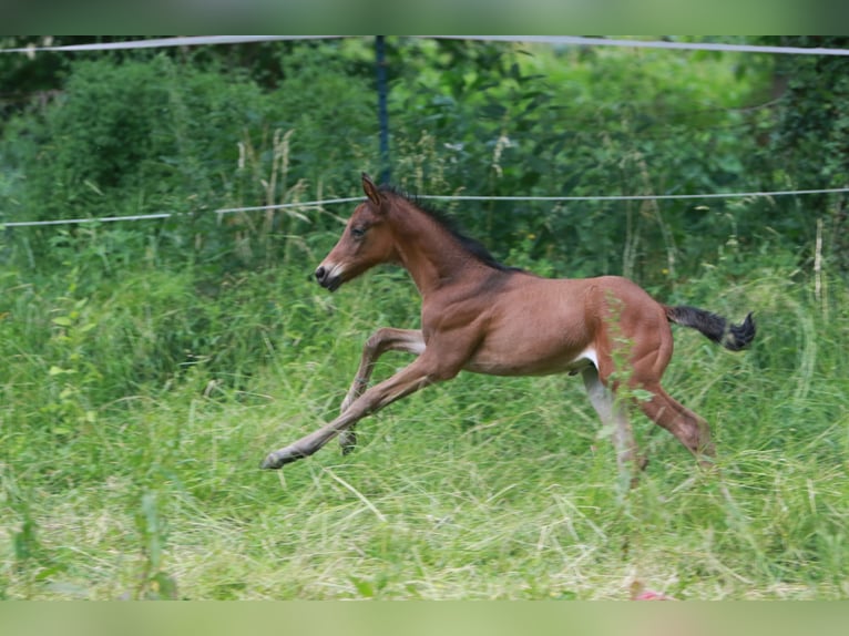 Trakehner Stallion  Brown in K&#xF6;nnern