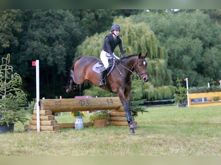 Trakehner Stallion  Brown in K&#xF6;nnern