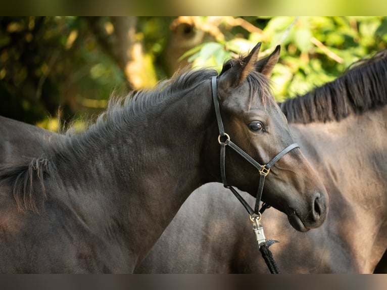 Trakehner Stallion Foal (03/2024) Brown in Nottuln