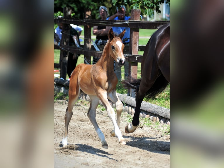 Trakehner Stallion  Brown in Bismark