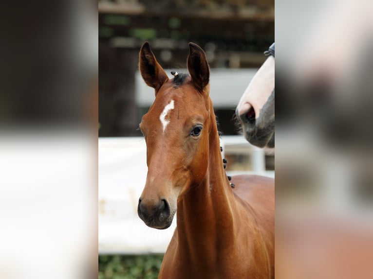 Trakehner Stallion Foal (02/2026) Brown in Günzburg