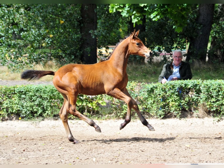 Trakehner Stallion Foal (06/2025) Brown in Freren