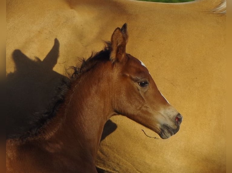 Trakehner Stallion Foal (06/2024) Brown in Ruila