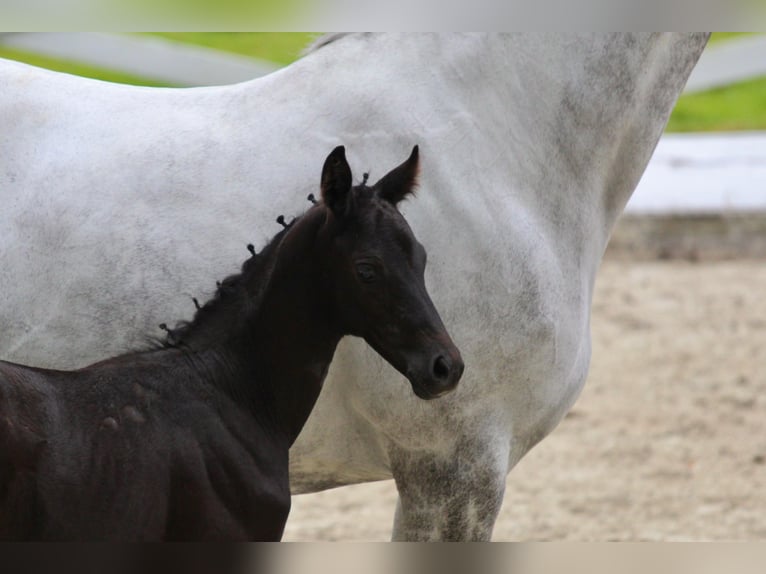 Trakehner Stallion Foal (06/2025) Can be white in Behrensdorf