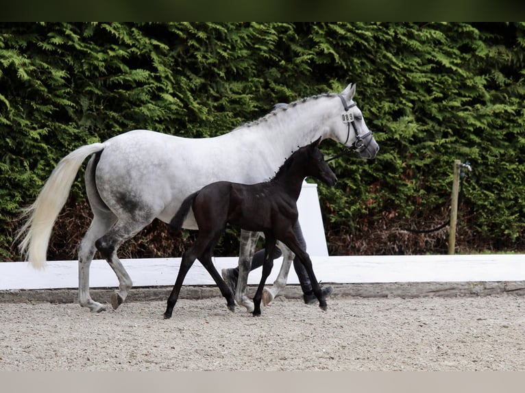 Trakehner Stallion Foal (06/2025) Can be white in Behrensdorf