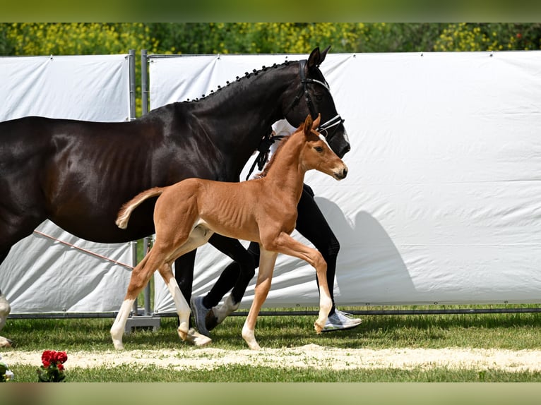 Trakehner Stallion Foal (05/2025) Chestnut-Red in Bismark