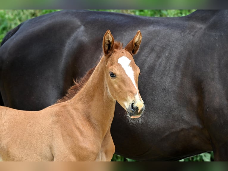 Trakehner Stallion Foal (05/2025) Chestnut-Red in Bismark