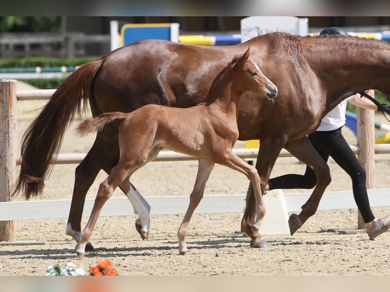 Trakehner Stallion Foal (06/2026) Chestnut-Red in Minden