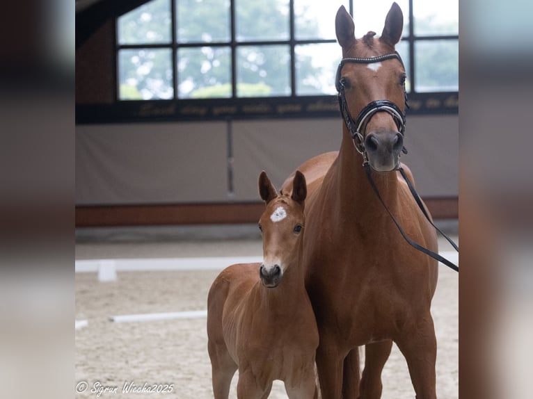 Trakehner Stallion  Chestnut-Red in L&#xF6;ningen
