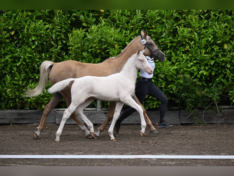 Trakehner Stallion Foal (04/2026) Cremello in Duvennest