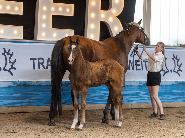 Trakehner Stallion Foal (04/2026)  in Ribnitz-Damgarten