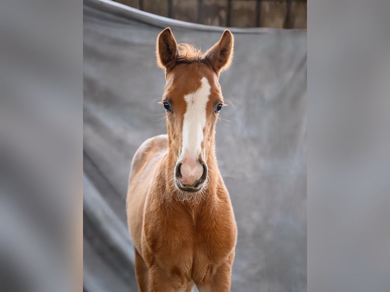 Trakehner Stallion Foal (01/2026)  in Ribnitz-Damgarten