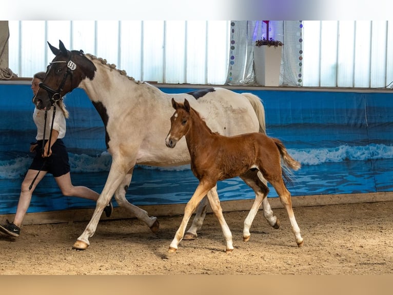 Trakehner Stallion Foal (05/2026)  in Ribnitz-Damgarten