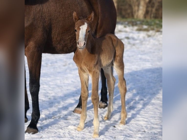 Trakehner Stallion Foal (01/2026)  in Ribnitz-Damgarten