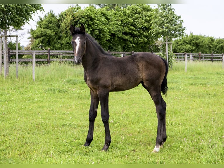 Trakehner Stallion Foal (04/2026)  in Ribnitz-Damgarten