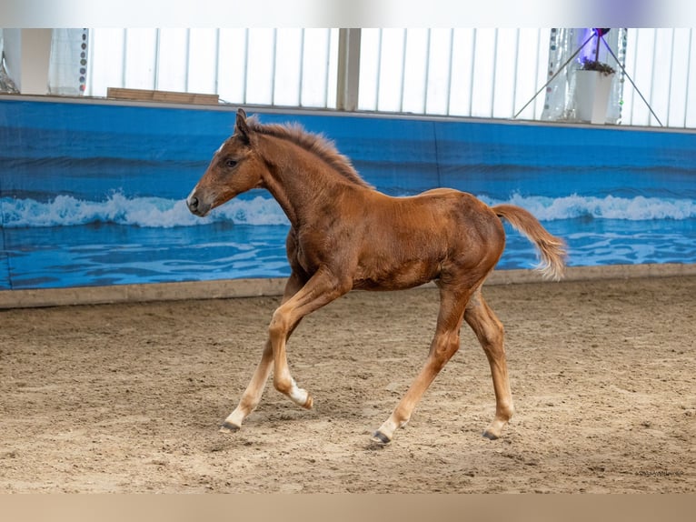 Trakehner Stallion Foal (04/2026)  in Ribnitz-Damgarten