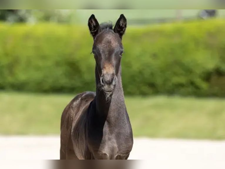 Trakehner Stallion Foal (05/2025) Grey in Wolfhagen