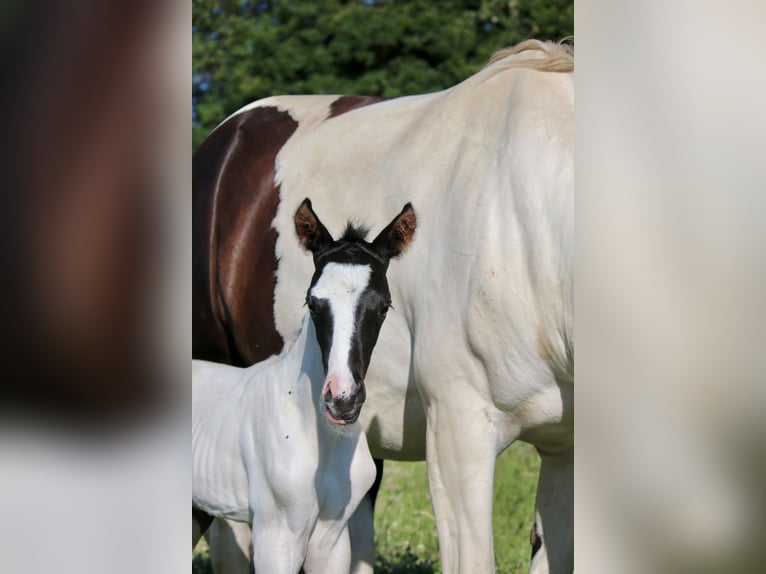 Trakehner Stallion  Pinto in Kassel