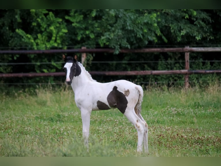 Trakehner Stallion  Pinto in Kassel