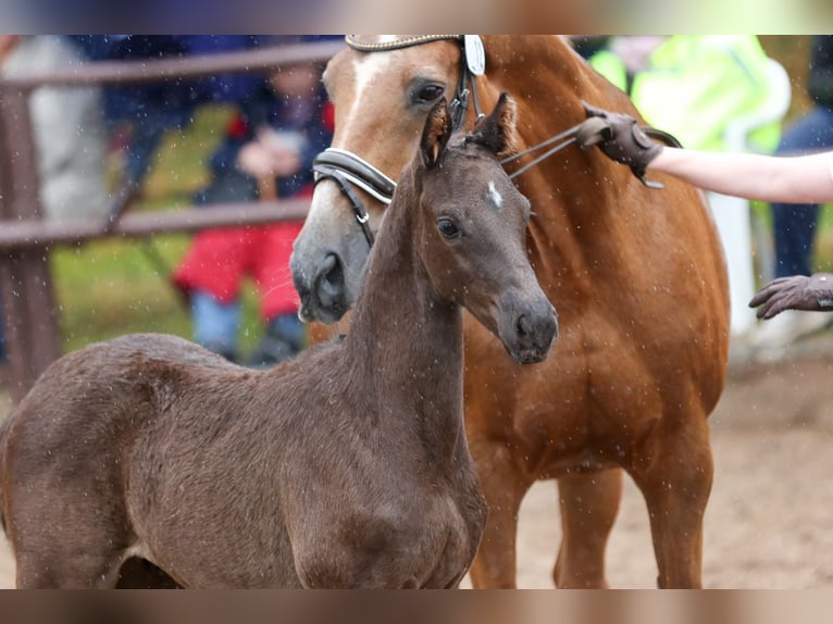 Trakehner Stallion Foal (03/2025) Smoky-Black in Emmerthal