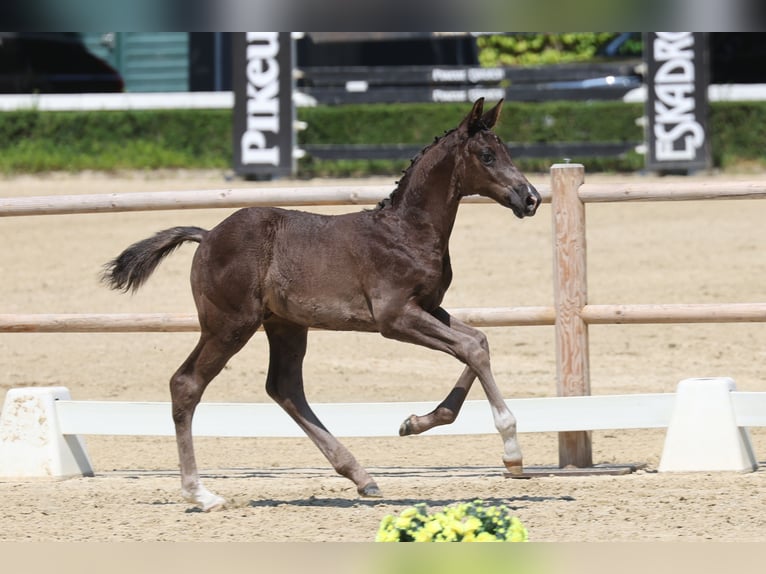 Trakehner Stallion Foal (01/2026) Smoky-Black in Nordhorn