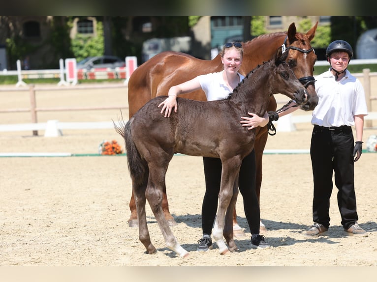 Trakehner Stallion Foal (01/2026) Smoky-Black in Nordhorn