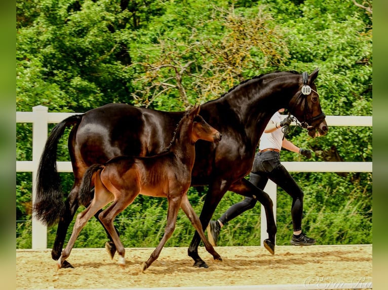 Trakehner Stallion Foal (05/2024) Smoky-Black in Wessobrunn