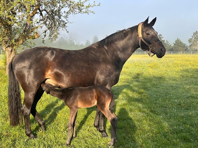 Trakehner Stallion Foal (05/2024) Smoky-Black in Wessobrunn