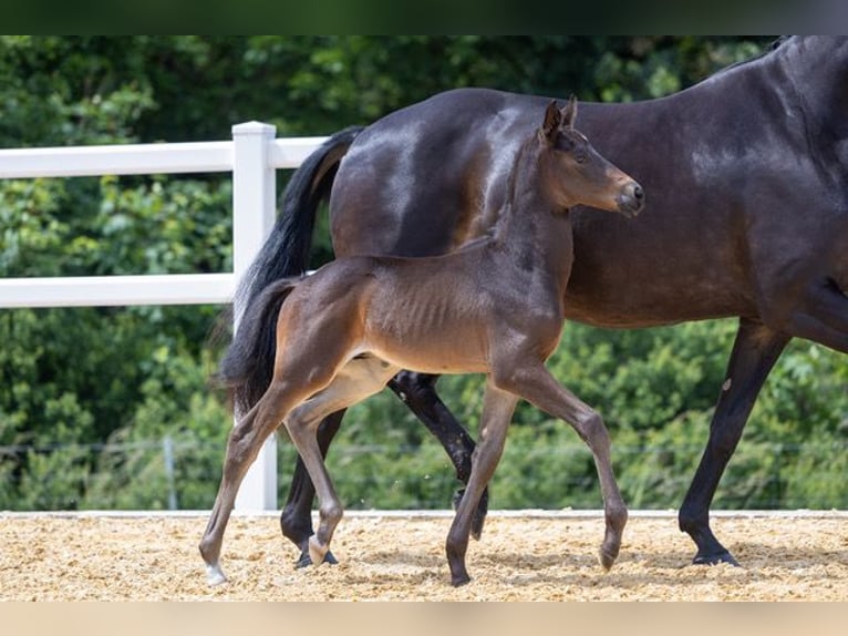 Trakehner Stallion Foal (05/2024) Smoky-Black in Wessobrunn