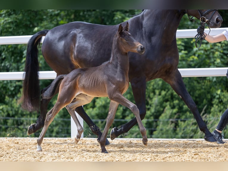 Trakehner Stallion Foal (05/2024) Smoky-Black in Wessobrunn