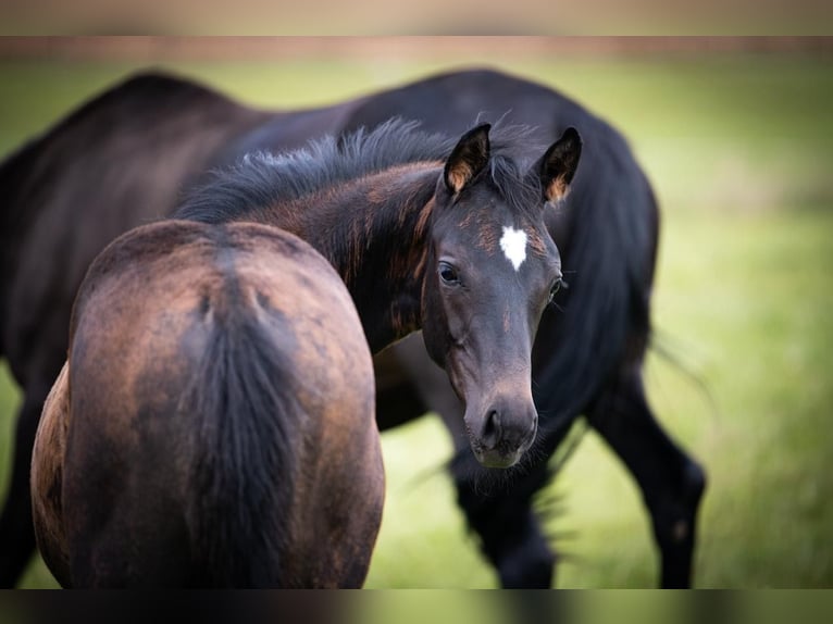 Trakehner Stallion Foal (05/2025) Smoky-Black in Hohenstein &#xD6;denwaldstetten