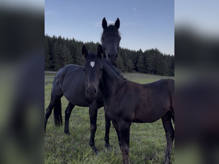 Trakehner Stallion Foal (05/2025) Smoky-Black in Hohenstein &#xD6;denwaldstetten
