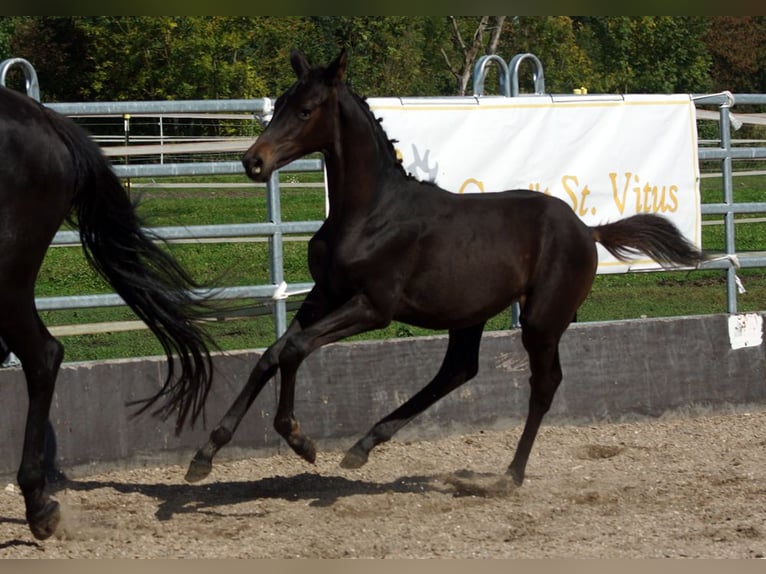 Trakehner Stallion Foal (05/2025) Smoky-Black in G&#xFC;nzburg