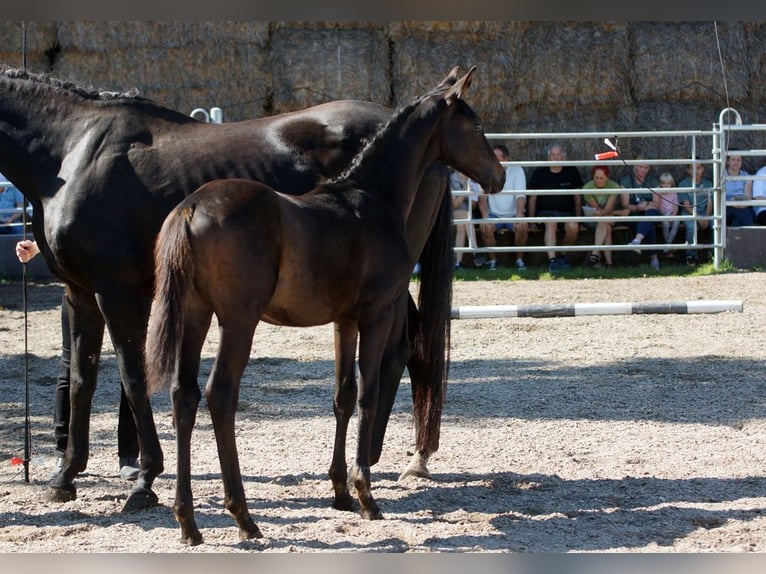 Trakehner Stallion Foal (05/2025) Smoky-Black in G&#xFC;nzburg