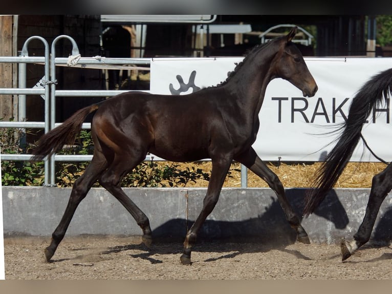 Trakehner Stallion Foal (05/2025) Smoky-Black in G&#xFC;nzburg
