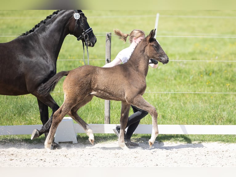 Trakehner Stallion Foal (03/2026) Smoky-Black in Nüsttal