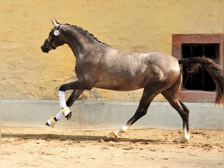 Trakehner Stallion Gray in Aukrug