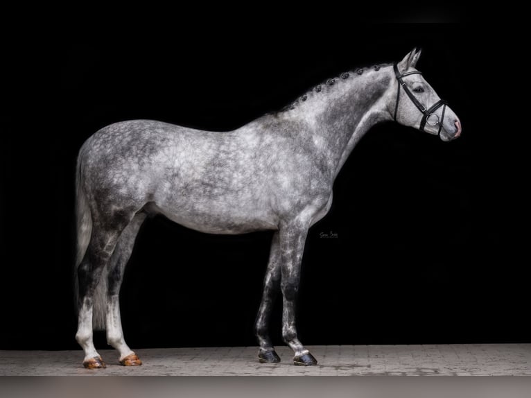 Trakehner Stallion Gray in Aukrug