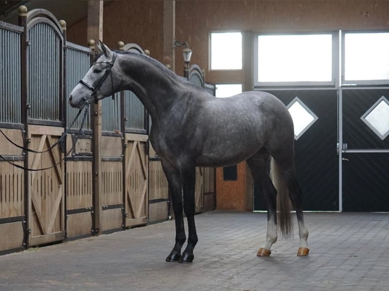 Trakehner Stallion Grey in Aukrug