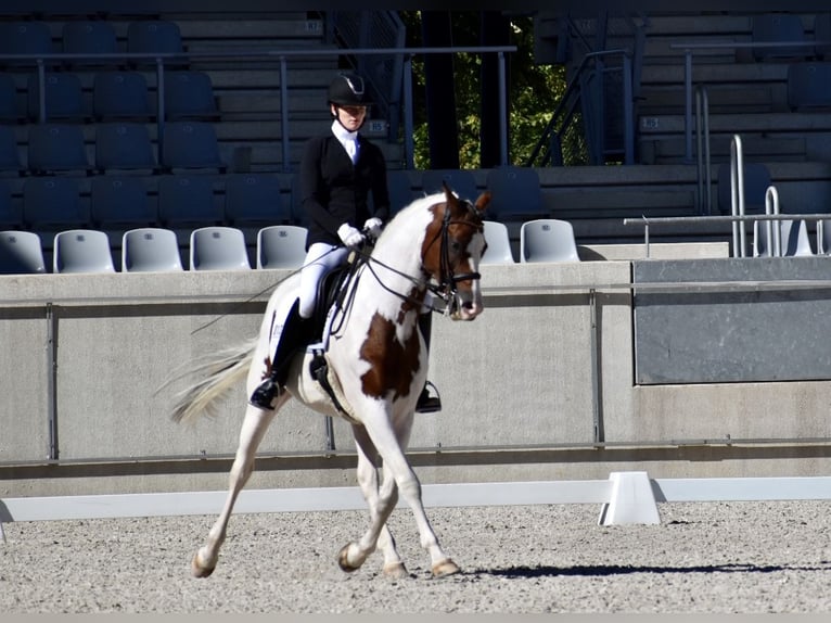 Trakehner Stallion Pinto in Bad Oldesloe