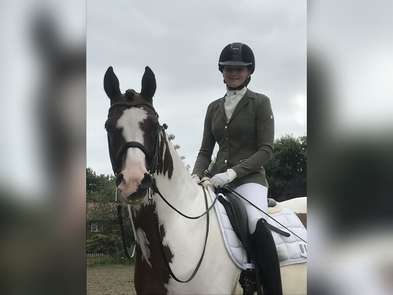 Trakehner Stallion Pinto in Bad Oldesloe