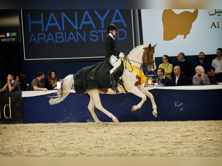 Trakehner Stallion Pinto in Bad Oldesloe