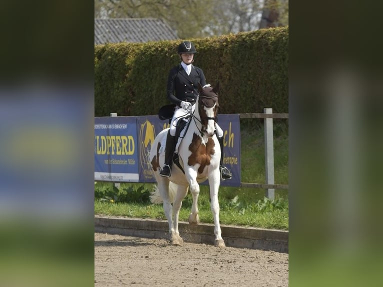 Trakehner Stallion Pinto in Bad Oldesloe