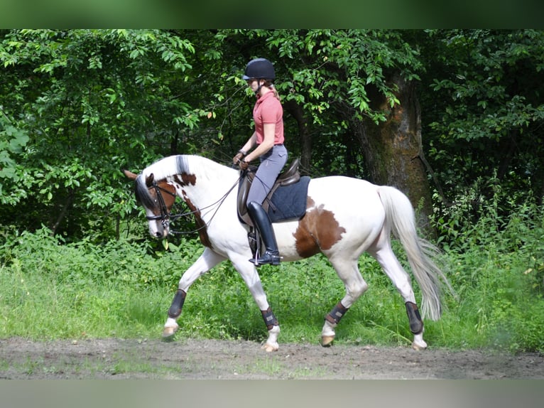 Trakehner Stallion Pinto in Bad Oldesloe