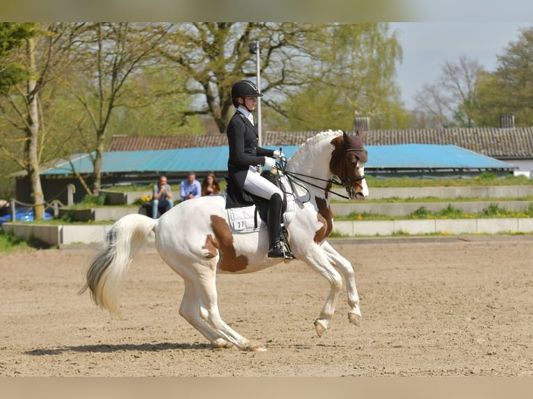 Trakehner Stallion Pinto in Bad Oldesloe