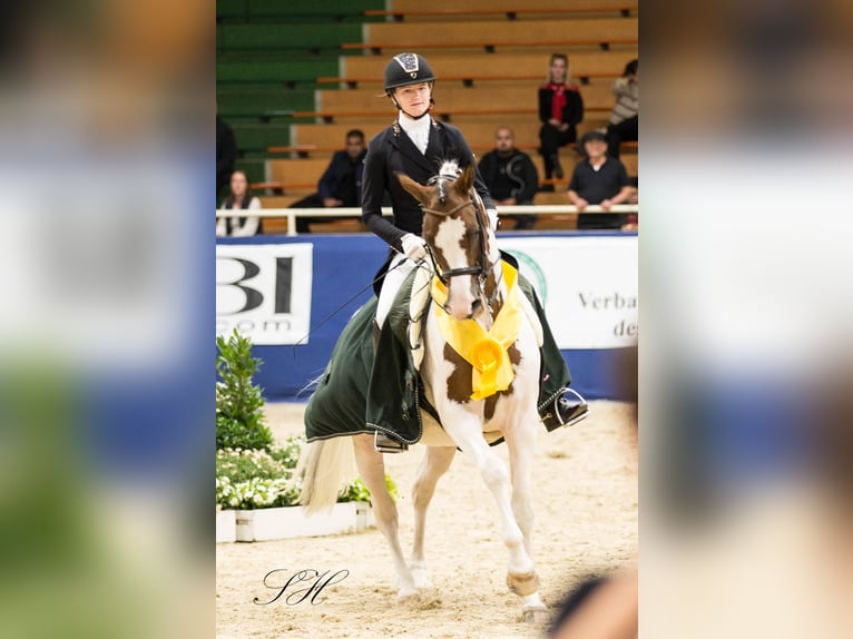 Trakehner Stallion Pinto in Bad Oldesloe